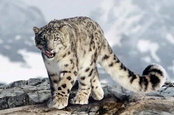 O'zbekiston tog'larida qor qoplonini kuzatish